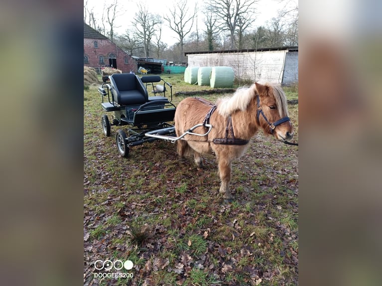 Shetland Ponies Mix Gelding 5 years 10,2 hh Dun in Friedeburg Reepsholt, Hoheesche