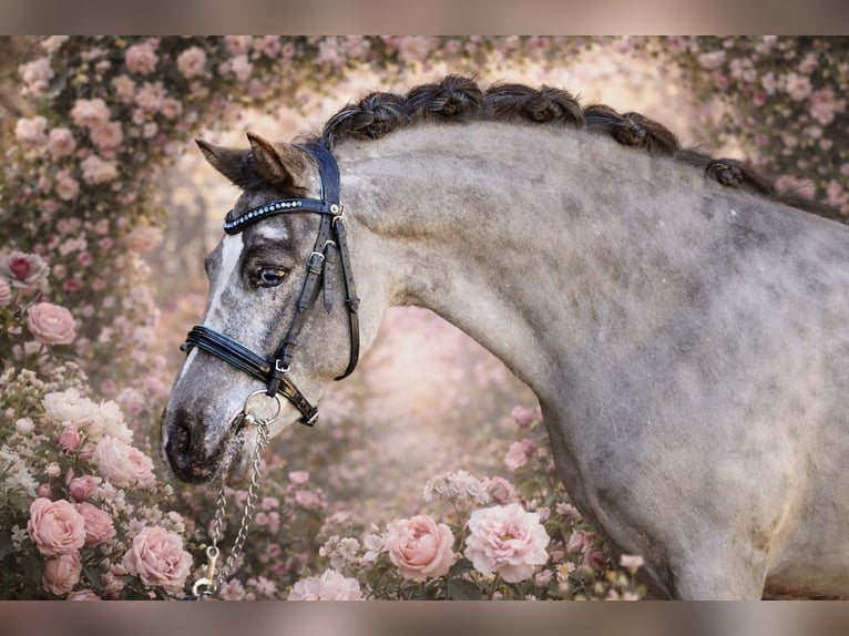 Shetland Ponies Gelding 5 years 11.1 hh Leopard-Piebald in Kicinland
