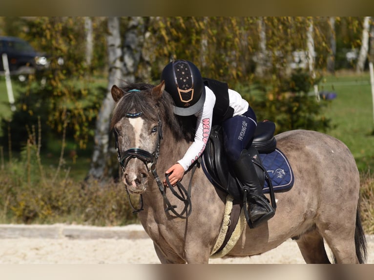 Shetland Ponies Gelding 5 years 11.2 hh Leopard-Piebald in Kicinland