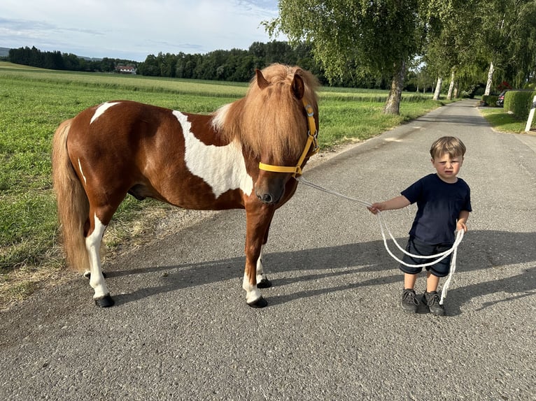 Shetland Ponies Gelding 5 years 11 hh Pinto in Riedlingen