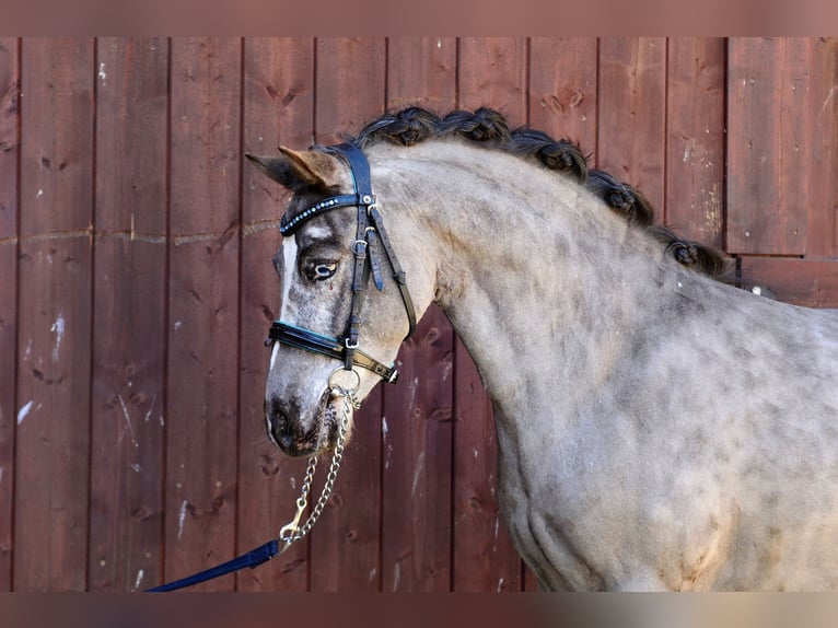 Shetland Ponies Gelding 5 years 11,1 hh Leopard-Piebald in Kicinland