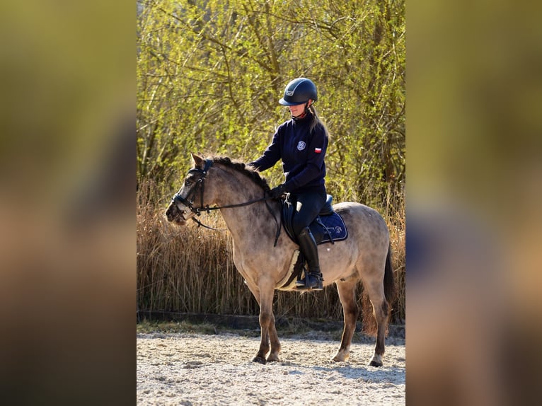 Shetland Ponies Gelding 5 years 11,2 hh Leopard-Piebald in Kicinland
