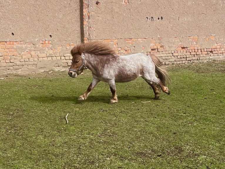 Shetland Ponies Mix Gelding 5 years 8.3 hh Chestnut in Kaltohmfeld
