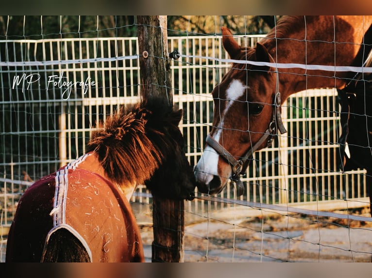 Shetland Ponies Gelding 5 years 8 hh Smoky-Black in Drensteinfurt