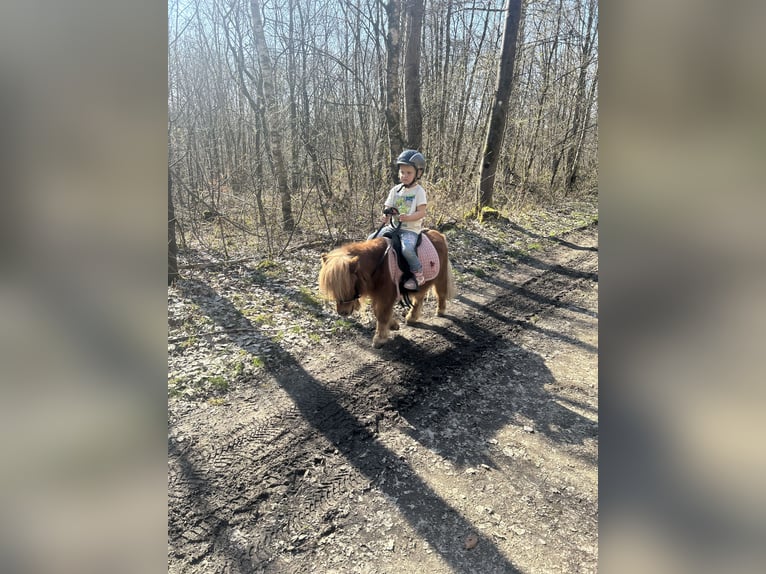 Shetland Ponies Gelding 5 years 8,1 hh Chestnut in Siegen