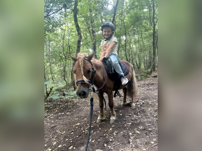Shetland Ponies Gelding 5 years 8,1 hh Chestnut in Siegen