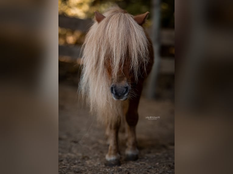 Shetland Ponies Gelding 5 years 8,1 hh Chestnut in Siegen