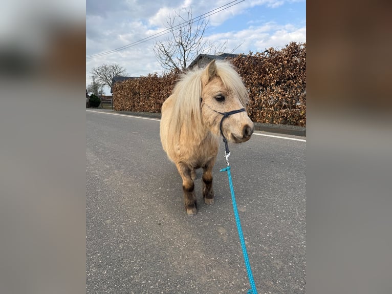 Shetland Ponies Gelding 5 years 8,1 hh Palomino in Daleiden