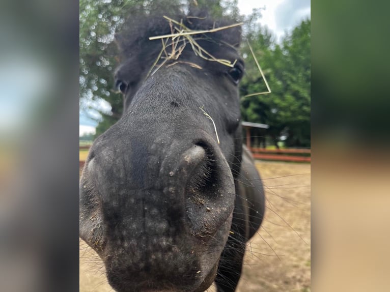 Shetland Ponies Gelding 5 years 8,3 hh Black in Weißenfels