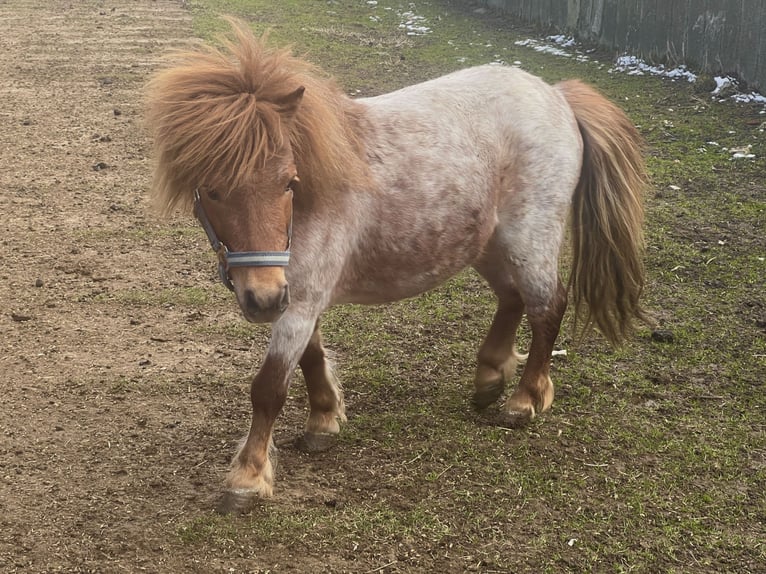Shetland Ponies Mix Gelding 5 years 8,3 hh Chestnut in Kaltohmfeld