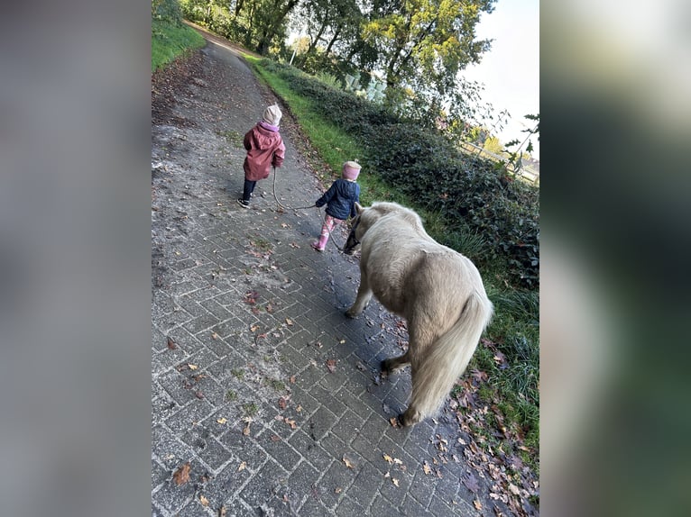 Shetland Ponies Gelding 5 years 9,1 hh Palomino in Oberlangen