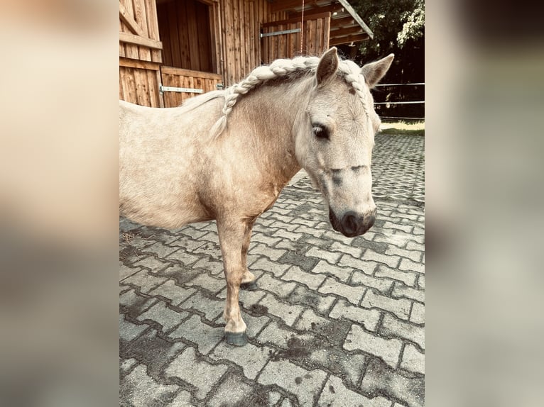 Shetland Ponies Gelding 5 years 9,1 hh Palomino in Oberlangen