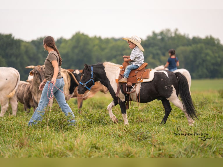 Shetland Ponies Gelding 5 years 9,1 hh Pinto in Clover