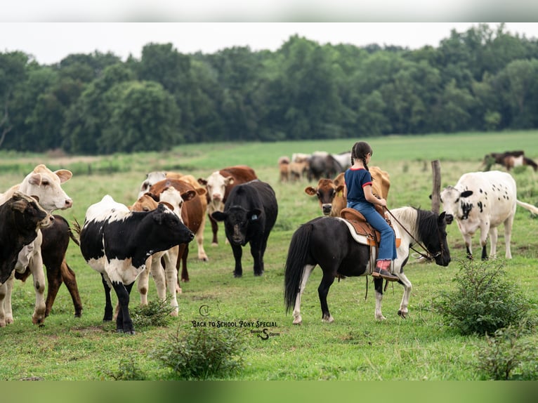 Shetland Ponies Gelding 5 years 9,1 hh Pinto in Clover