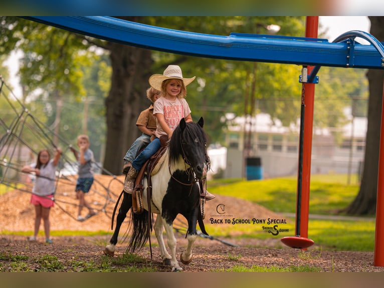 Shetland Ponies Gelding 5 years 9,1 hh Pinto in Clover