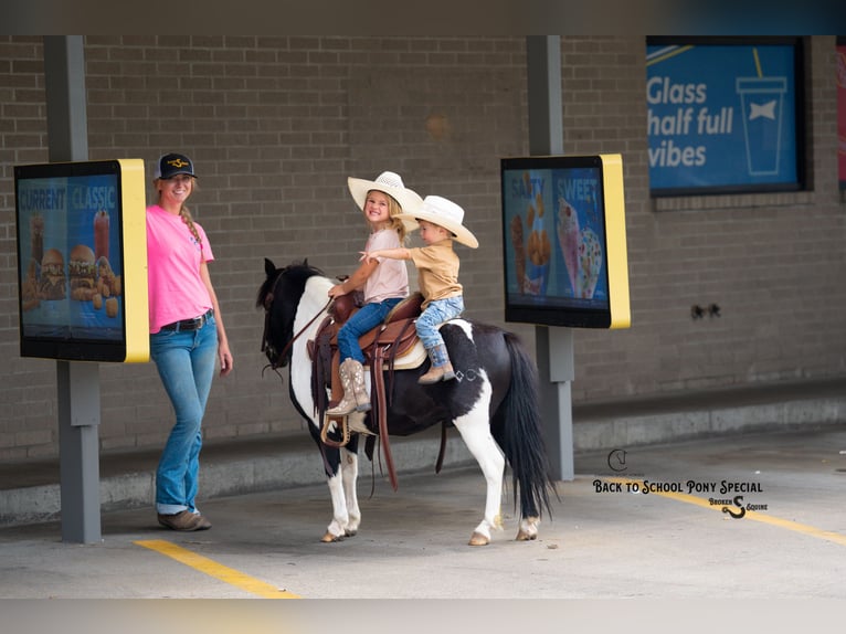Shetland Ponies Gelding 5 years 9,1 hh Pinto in Clover