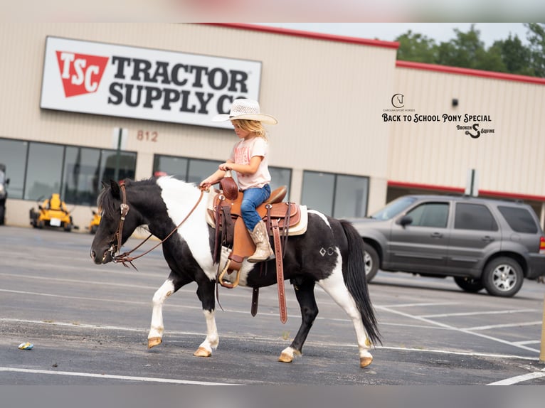 Shetland Ponies Gelding 5 years 9,1 hh Pinto in Clover