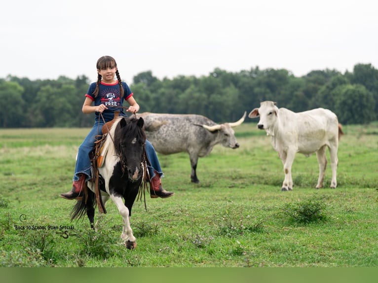 Shetland Ponies Gelding 5 years 9,1 hh Pinto in Clover