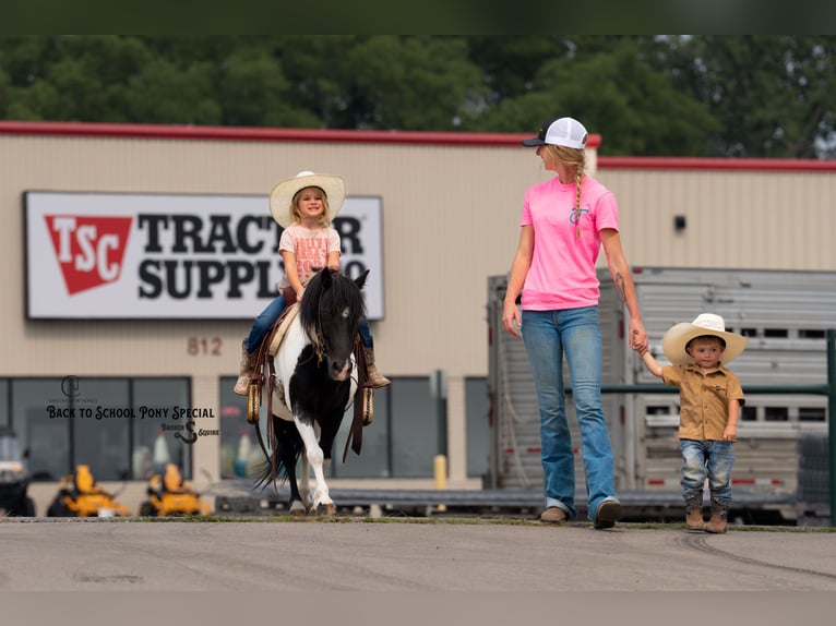 Shetland Ponies Gelding 5 years 9,1 hh Pinto in Clover