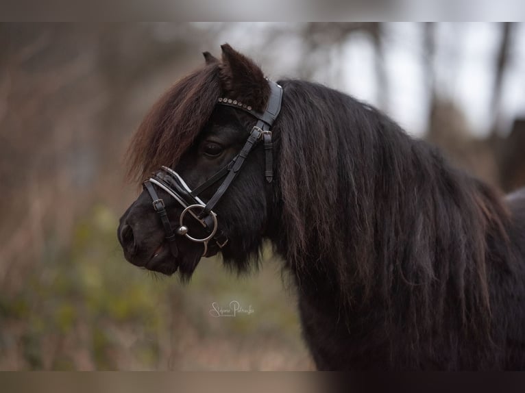 Shetland Ponies Gelding 5 years 9,2 hh Black in Norderstedt