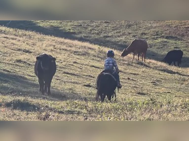 Shetland Ponies Mix Gelding 5 years 9 hh Black in Monroe