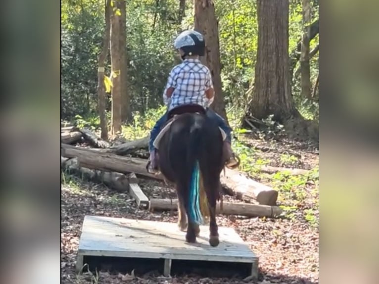 Shetland Ponies Mix Gelding 5 years 9 hh Black in Monroe