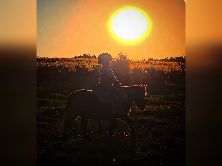 Shetland Ponies Mix Gelding 5 years 9 hh Black in Monroe