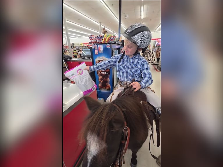 Shetland Ponies Mix Gelding 5 years 9 hh Black in Monroe