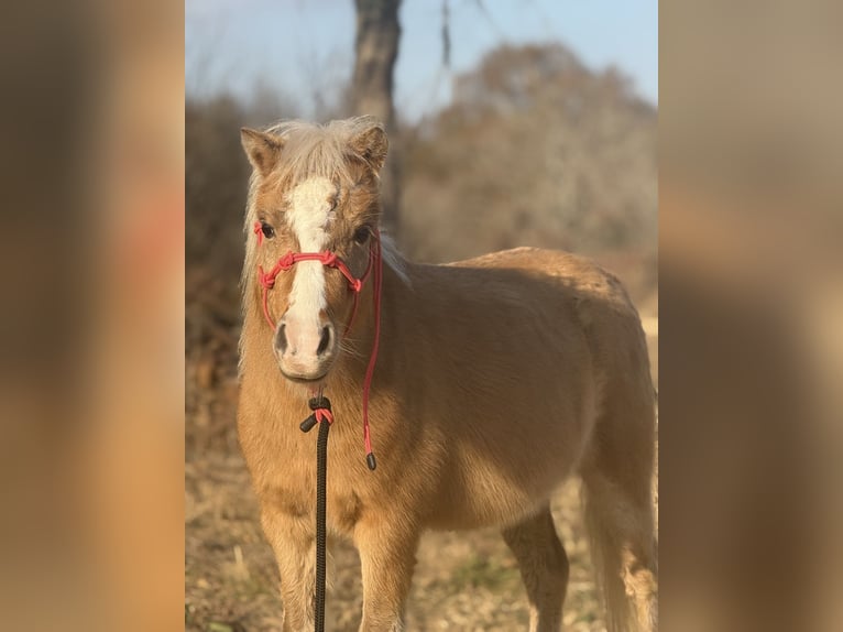 Shetland Ponies Gelding 5 years 9 hh Palomino in Antlers