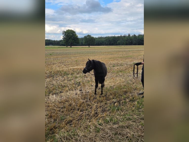 Shetland Ponies Gelding 5 years 9,1 hh Black in Hude (Oldenburg)