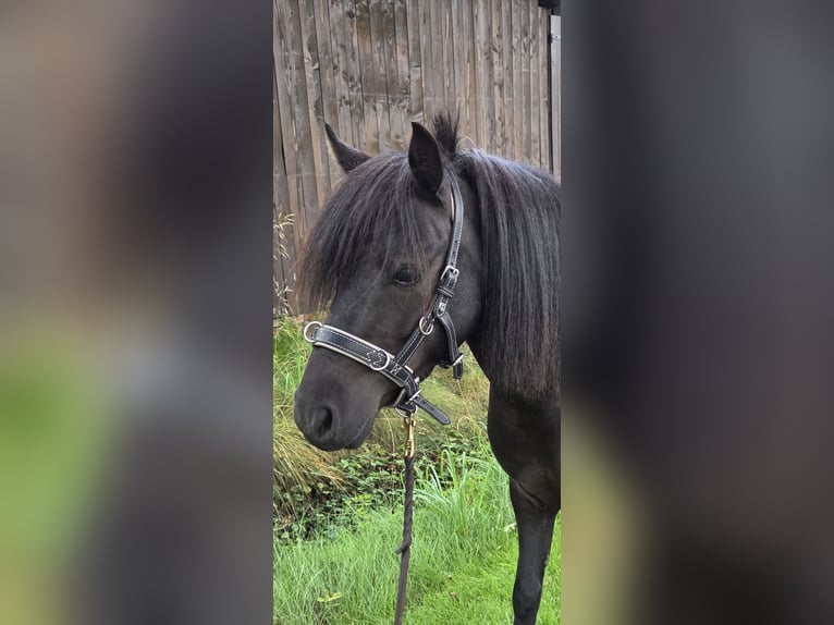 Shetland Ponies Gelding 5 years 9,1 hh Black in Hude (Oldenburg)