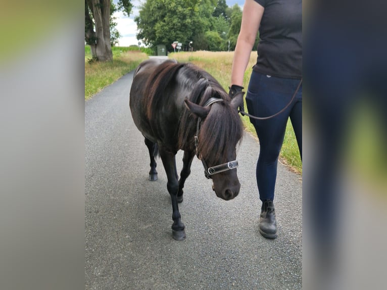Shetland Ponies Gelding 5 years 9,1 hh Black in Hude (Oldenburg)