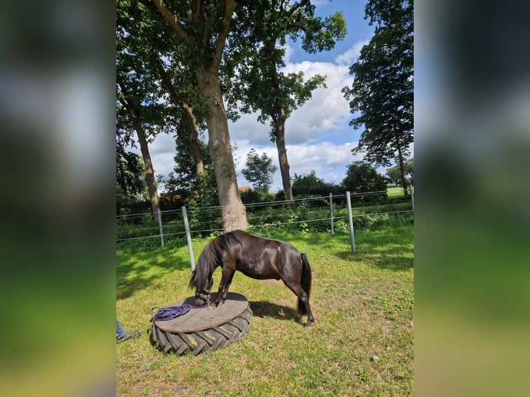 Shetland Ponies Gelding 5 years 9,1 hh Black in Hude (Oldenburg)