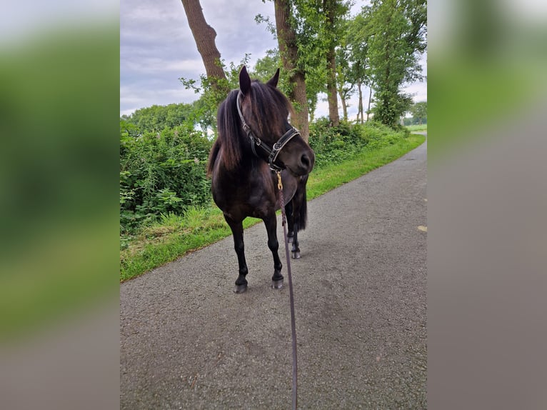 Shetland Ponies Gelding 5 years 9,1 hh Black in Hude (Oldenburg)