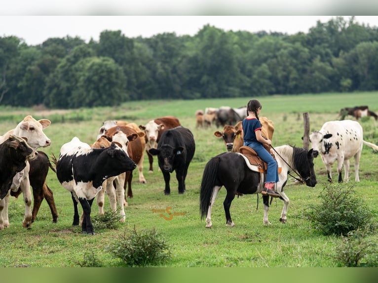 Shetland Ponies Gelding 5 years 9,1 hh in Bogard, MO
