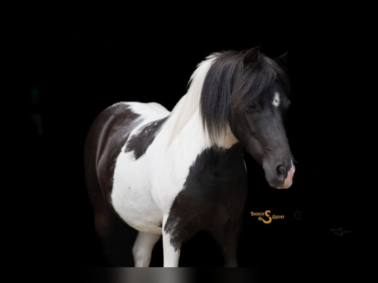 Shetland Ponies Gelding 5 years 9,1 hh in Bogard, MO