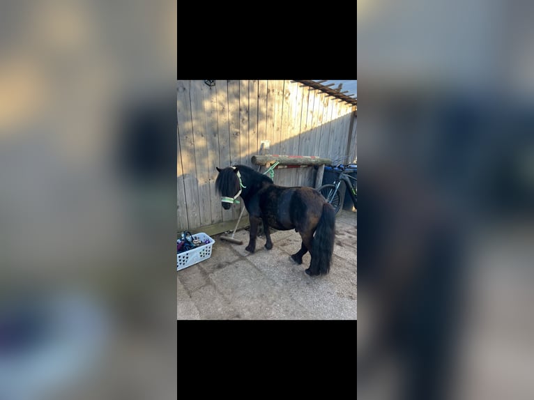 Shetland Ponies Gelding 5 years 9,2 hh Black in Langenfeld