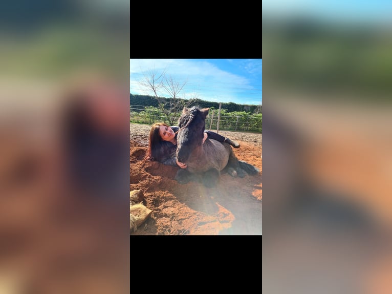 Shetland Ponies Gelding 5 years 9,2 hh Black in Langenfeld