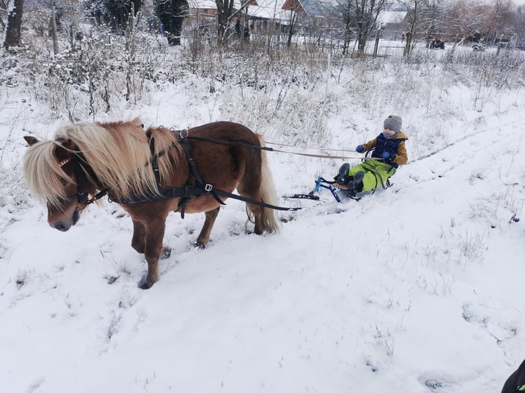 Shetland Ponies Gelding 6 years 10,1 hh Chestnut-Red in Rhinow