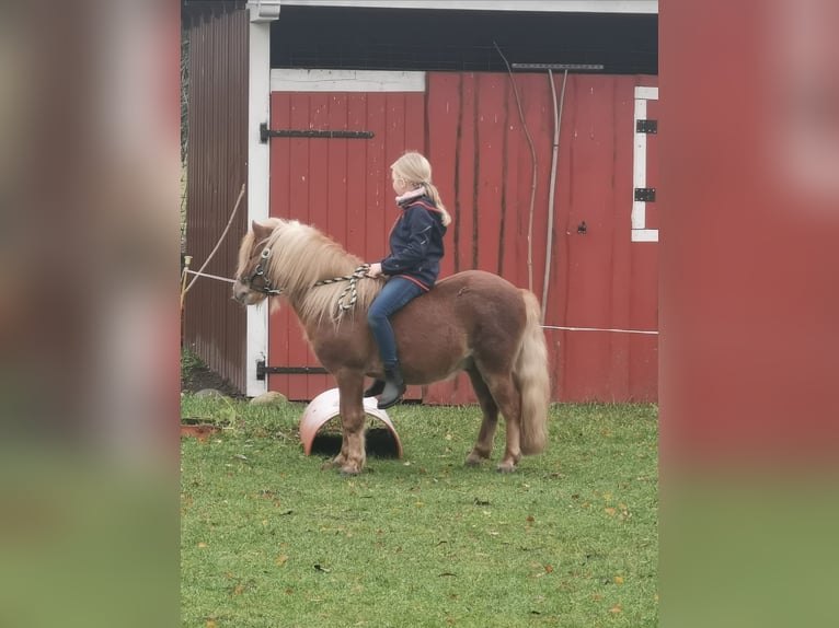 Shetland Ponies Gelding 6 years 10,1 hh Chestnut-Red in Rhinow