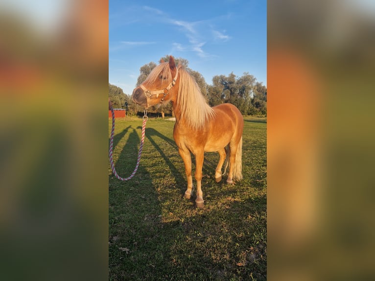 Shetland Ponies Gelding 6 years 10,1 hh Chestnut-Red in Rhinow