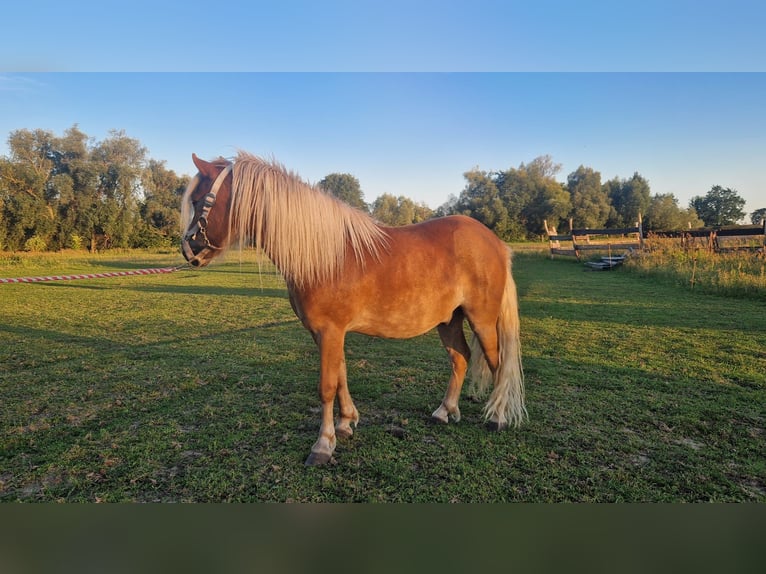 Shetland Ponies Gelding 6 years 10,1 hh Chestnut-Red in Rhinow