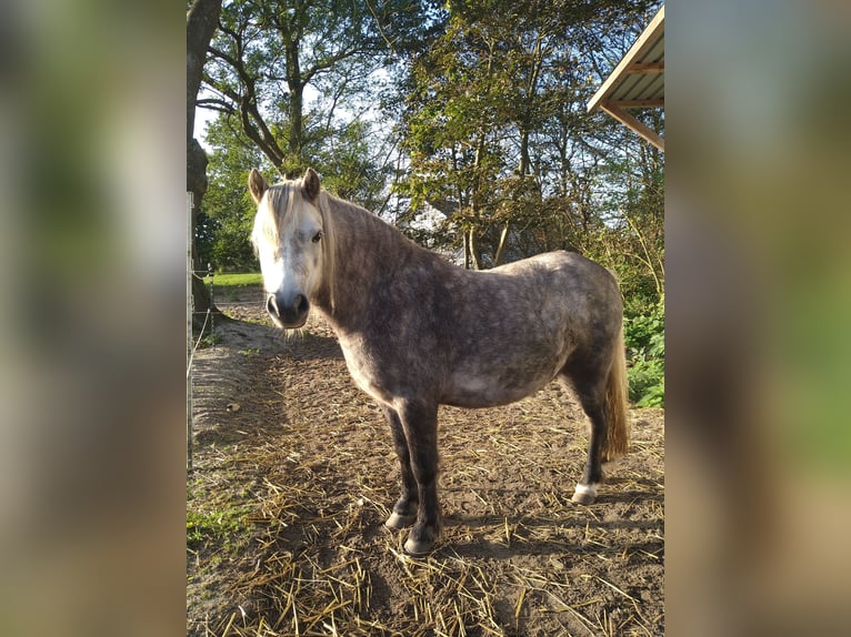Shetland Ponies Mix Gelding 6 years 10,1 hh Gray-Red-Tan in Glücksburg