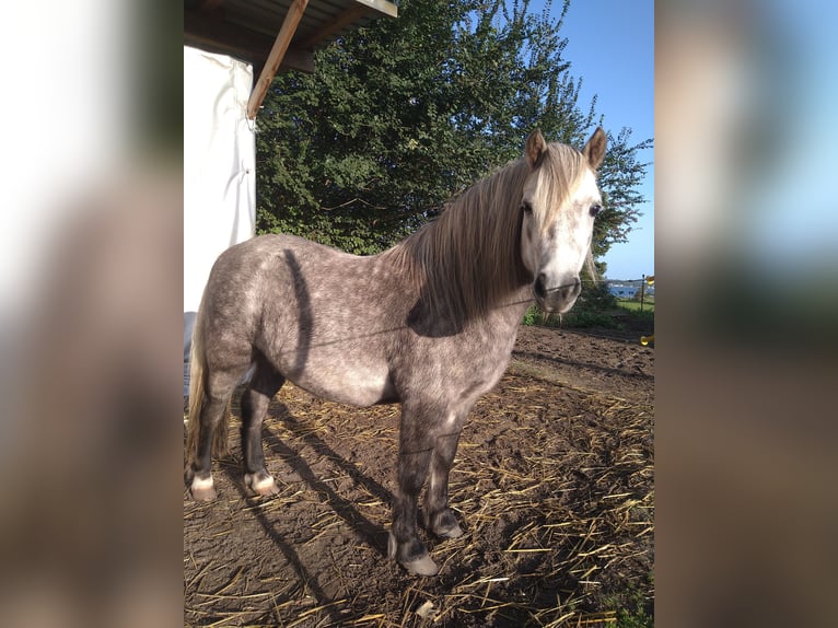 Shetland Ponies Mix Gelding 6 years 10,1 hh Gray-Red-Tan in Glücksburg