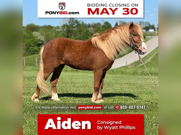Shetland Ponies Mix Gelding 6 years 10,1 hh Sorrel in Maysville, KY