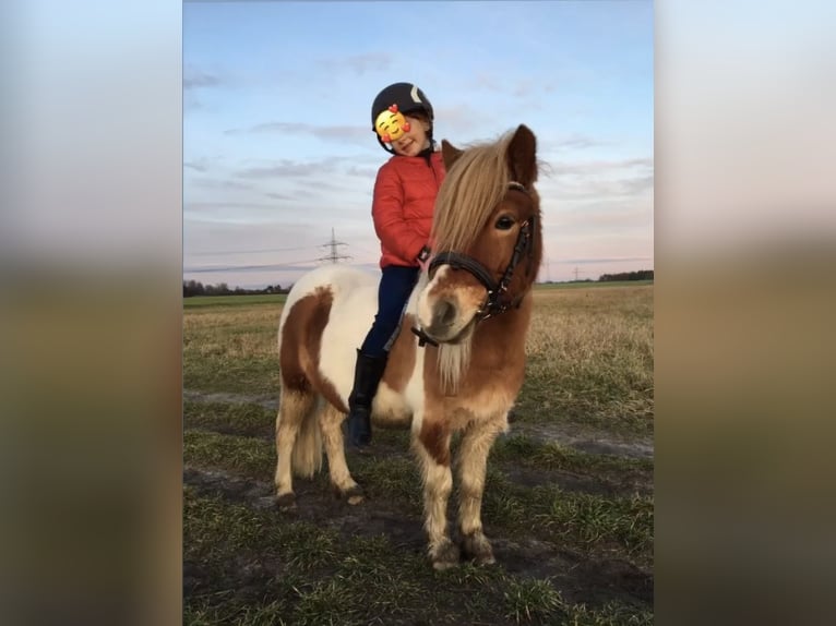 Shetland Ponies Gelding 6 years 10,2 hh Pinto in Wesendahl