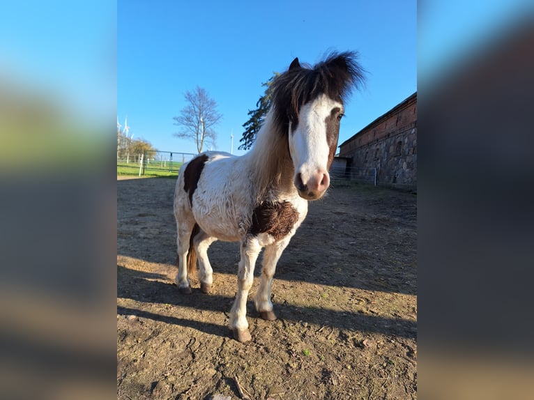 Shetland Ponies Mix Gelding 6 years 10.2 hh Pinto in Zeschdorf