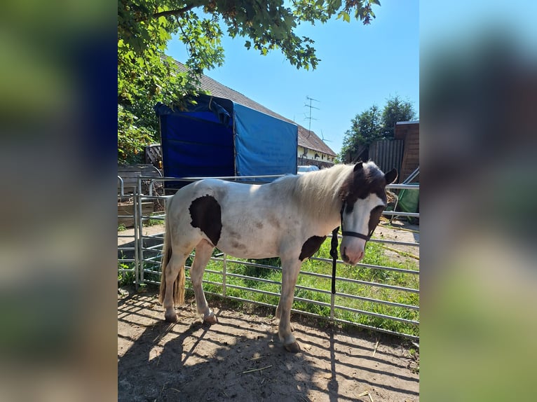 Shetland Ponies Mix Gelding 6 years 10.2 hh Pinto in Zeschdorf