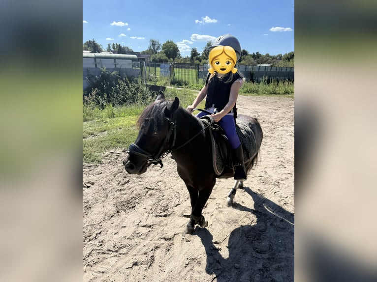 Shetland Ponies Gelding 6 years 10.2 hh Tobiano-all-colors in Berlin