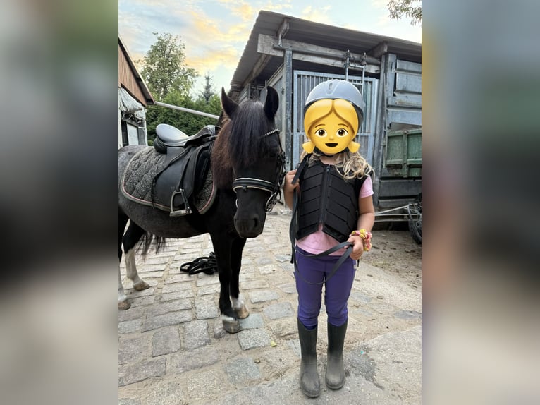 Shetland Ponies Gelding 6 years 10.2 hh Tobiano-all-colors in Berlin